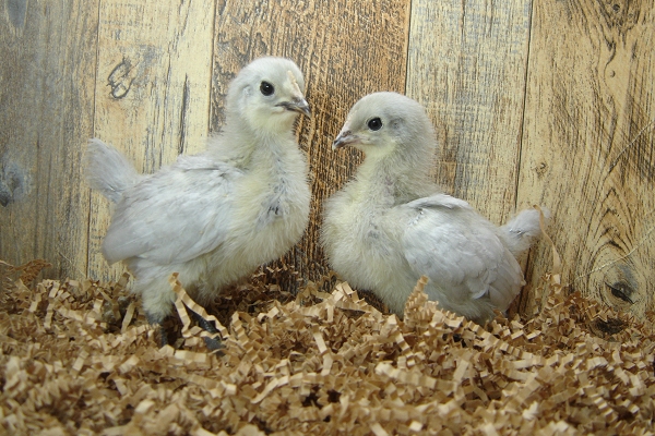 4 Pullet Chicks Week 3